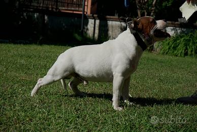 Staffordshire bull terrier disponibile per monte