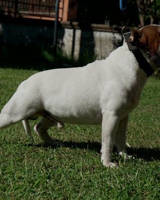 Staffordshire bull terrier disponibile per monte