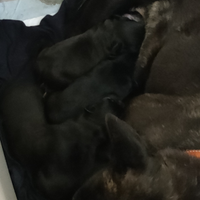 Cuccioli bulldog francese