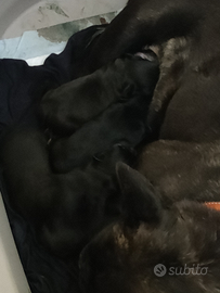 Cuccioli bulldog francese