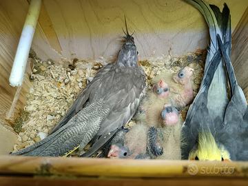 Pulli di calopsite disponili