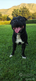 Staffordshire bull terrier disponibile per monta