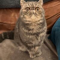 Stupendo gatto esotico