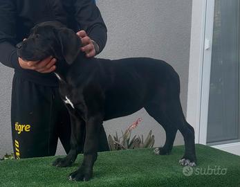 Cucciole cane corso con pedigree