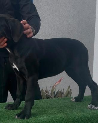 Cucciole cane corso con pedigree