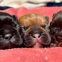 Bulldog francese cuccioli