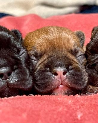 Bulldog francese cuccioli