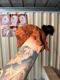 Cuccioli di barboncino Toy red brown