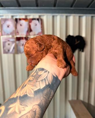 Cuccioli di barboncino Toy red brown