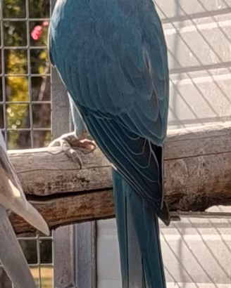Animali