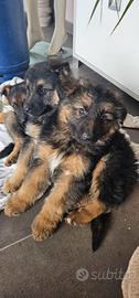 Cuccioli pastore tedesco
