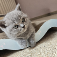 British Shorthair