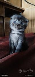 SCOTTISH FOLD black_smoke originale