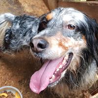 Setter inglese maschio tricolore