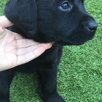 Cicciolo Labrador/amstaff