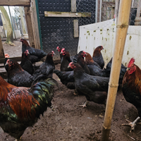 Galline marans