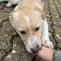 Cucciolo 4 mesi taglia media