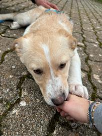 Cucciolo 4 mesi taglia media