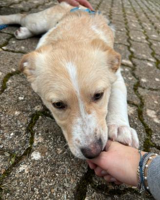 Cucciolo 4 mesi taglia media