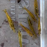 AFFRETTATI Caridine , neocaridine acqua dolce