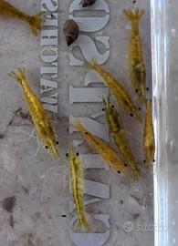 AFFRETTATI Caridine , neocaridine acqua dolce