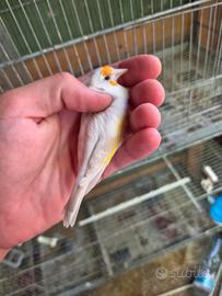 Cardellina lutino nostrana