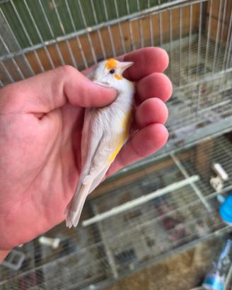 Cardellina lutino nostrana