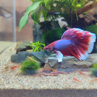 Betta splendes combattente