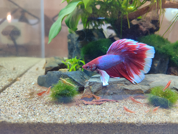 Betta splendes combattente