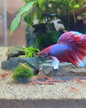 Betta splendes combattente