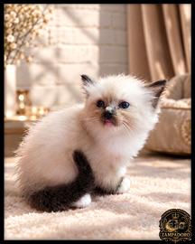 Ragdoll cuccioli con pedegree 