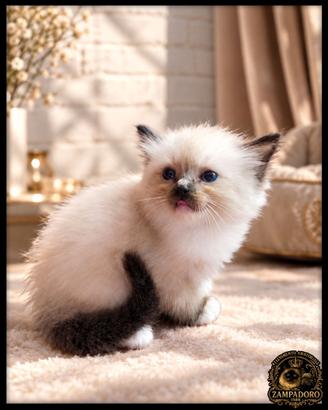 Ragdoll cuccioli con pedegree 