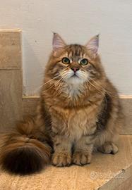 Gattina siberiana 6 mesi pedigree