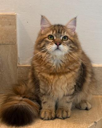 Gattina siberiana 6 mesi