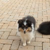 Pastore SHETLAND il piccolo lassie in miniatura