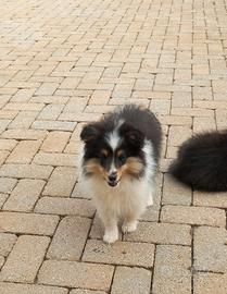 Pastore SHETLAND il piccolo lassie in miniatura
