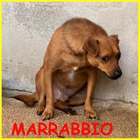 MARRABBIO molto spaventato chiede solo una possibi