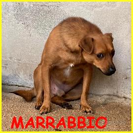 MARRABBIO molto spaventato chiede solo una possibi