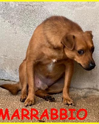 MARRABBIO molto spaventato chiede solo una possibi