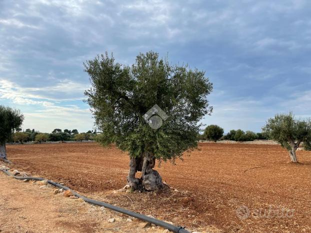 TER. AGRICOLO A POLIGNANO A MARE