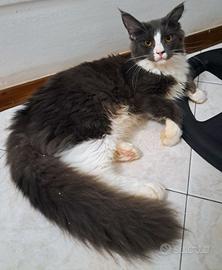 cucciola maine coon