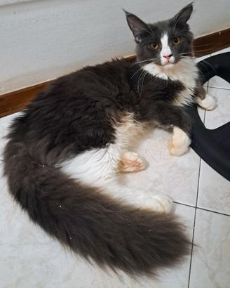 cucciola maine coon