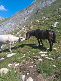 Diversi soggetti di razza merens