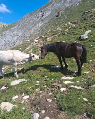 Diversi soggetti di razza merens