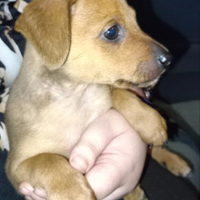 Cucciolo pincher maschio