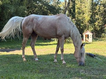 Appalosa per quarter