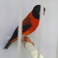 Cardinalini