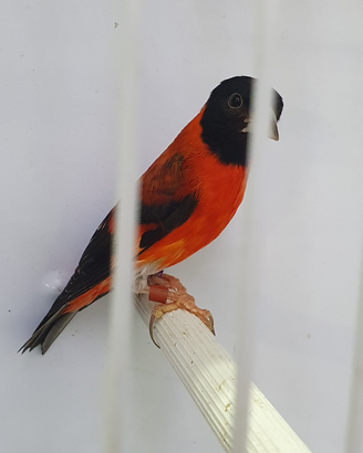 Cardinalini