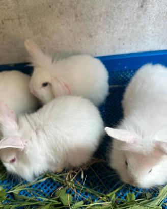 Cuccioli di coniglio