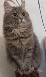 Gattini siberiani